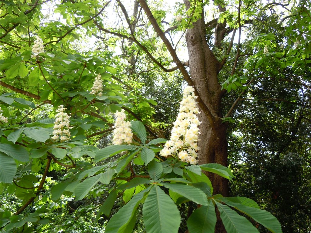 Aesculus hippocastanum / Ippocastano